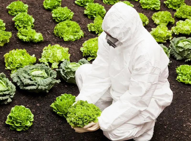Person in protective suit examines lettuce in garden.